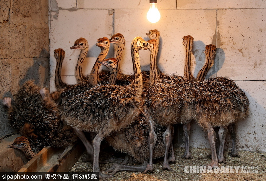 俄羅斯村莊里的“澳大利亞農場” 充滿田園自然風情