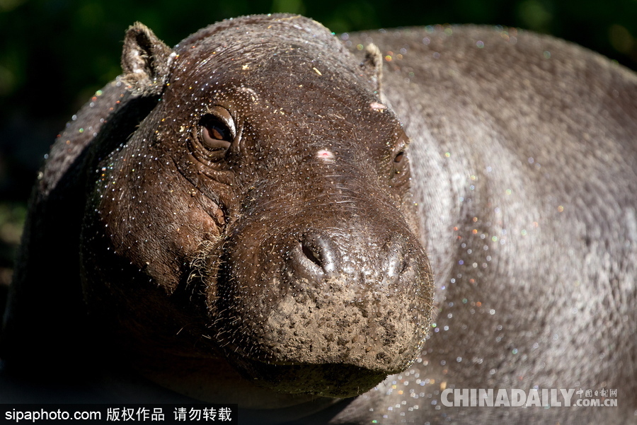 莫斯科動物園里的倭河馬 龐大笨重張嘴顯“霸氣”