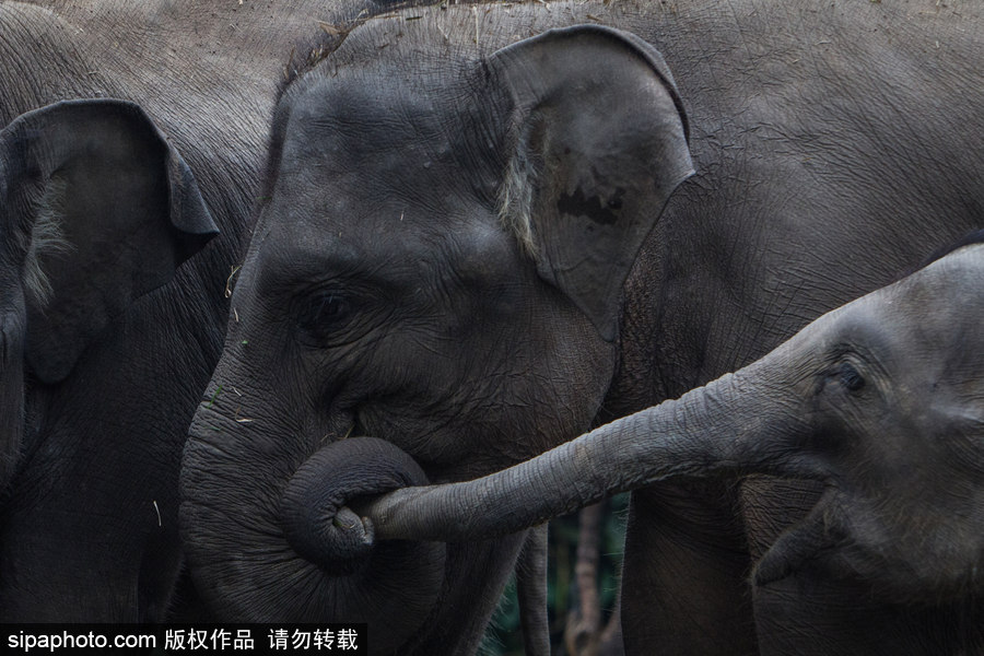 實拍瀕危物種：野生蘇門答臘象群