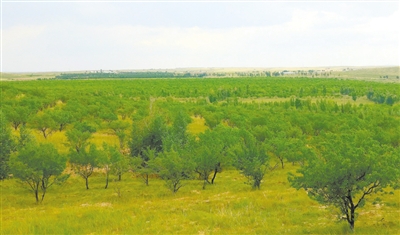 河洛圖小流域水土保持綜合治理區： 綠意滋潤 美富兼收