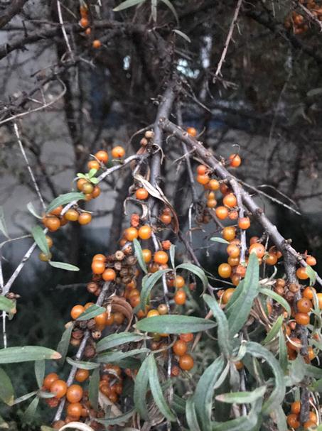 荒漠化防治與經濟效益并行：鄂爾多斯沙棘產業“綠色崛起”