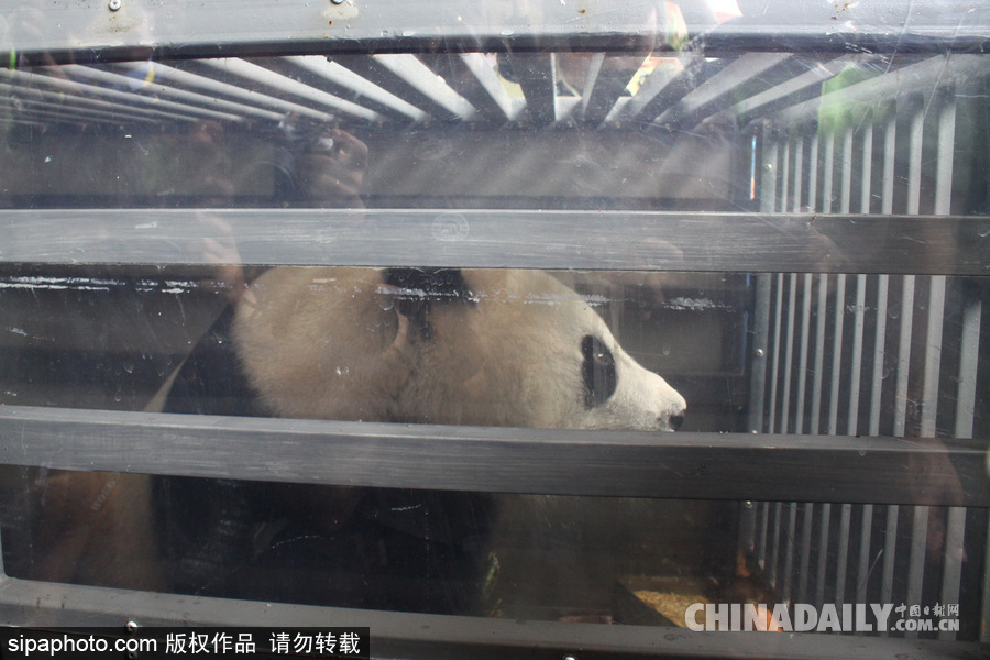 中國(guó)大熊貓首次旅居印尼 兩只萌家伙抵達(dá)機(jī)場(chǎng)受到熱烈歡迎