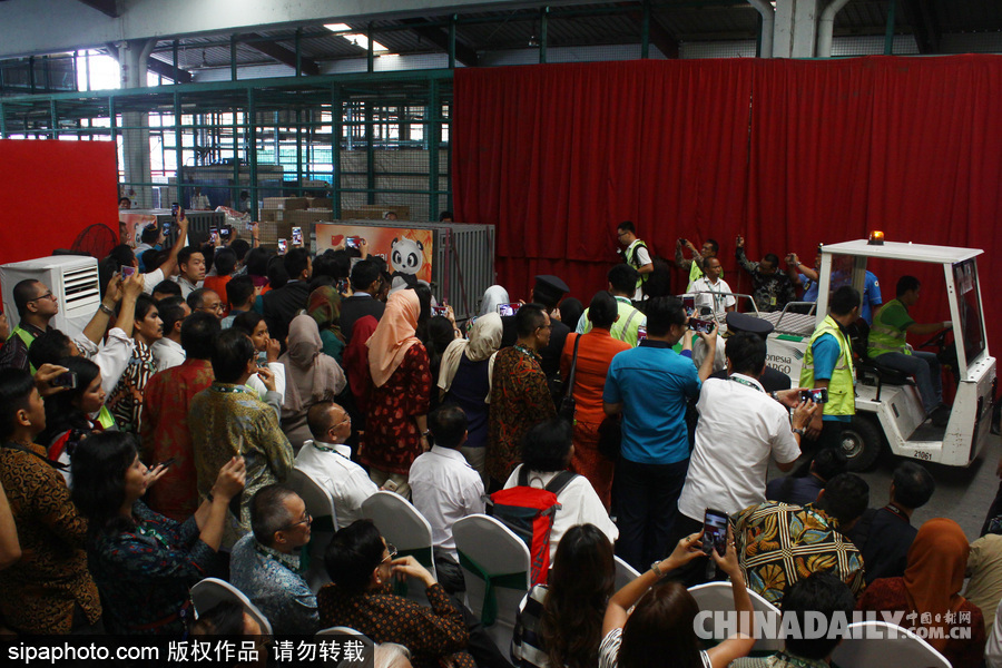 中國大熊貓首次旅居印尼 兩只萌家伙抵達機場受到熱烈歡迎