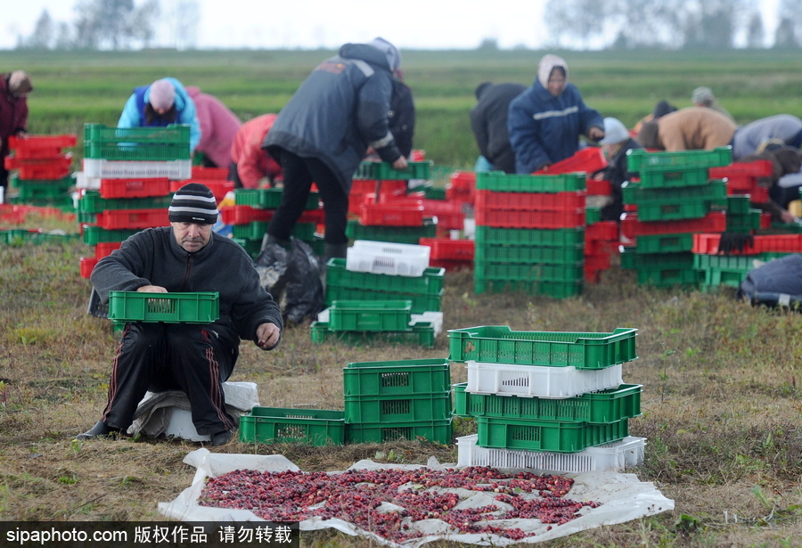 白俄羅斯布列斯特地區(qū)迎蔓越莓收獲季節(jié) 采收工作繁忙盛況空前