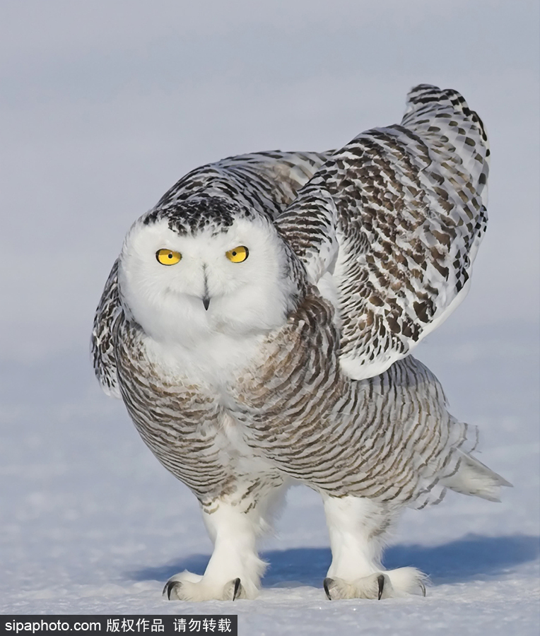 一見你就笑 冰天雪地中的雪鸮呆頭呆腦萌化了
