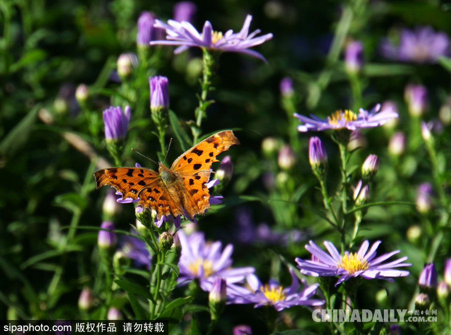 北京頤和園秋色美 小花爛漫惹人醉