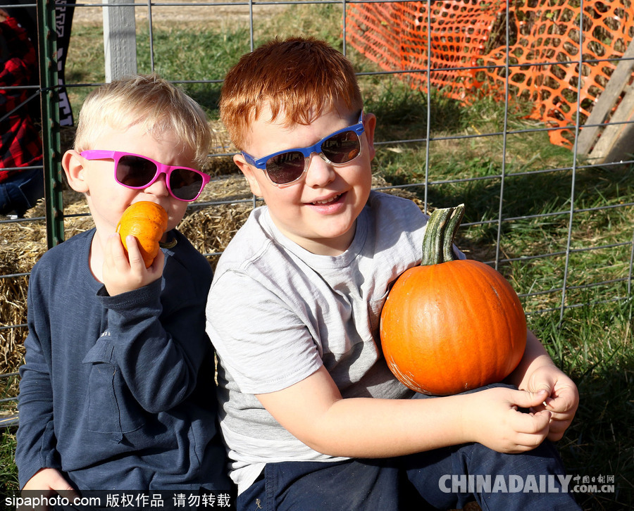 迎萬圣節南瓜熱銷 萌娃與南瓜興奮合影