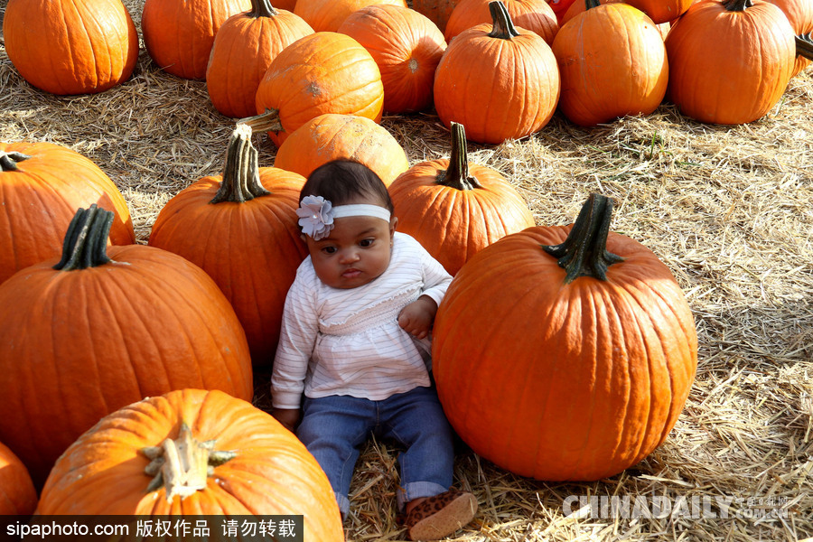 迎萬(wàn)圣節(jié)南瓜熱銷 萌娃與南瓜興奮合影