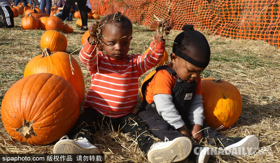 迎萬圣節(jié)南瓜熱銷 萌娃與南瓜興奮合影