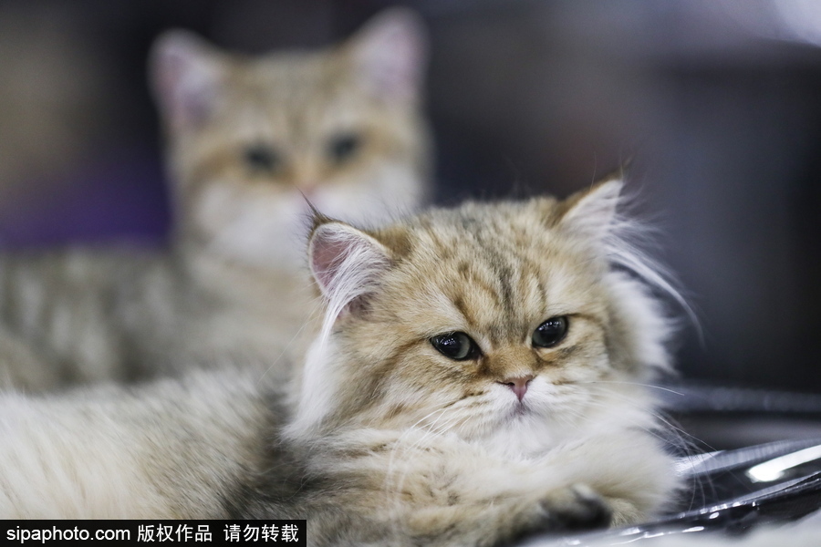 俄羅斯莫斯科舉行國際貓展 喵星人呆萌可愛