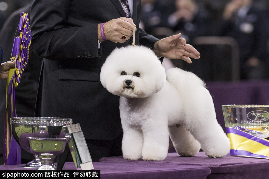 威斯敏斯特142屆狗展開幕 萌犬與主人互動(dòng)樂趣十足