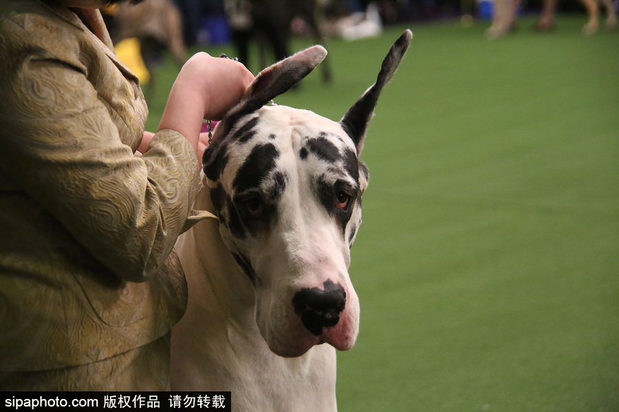 威斯敏斯特142屆狗展開幕 萌犬與主人互動樂趣十足