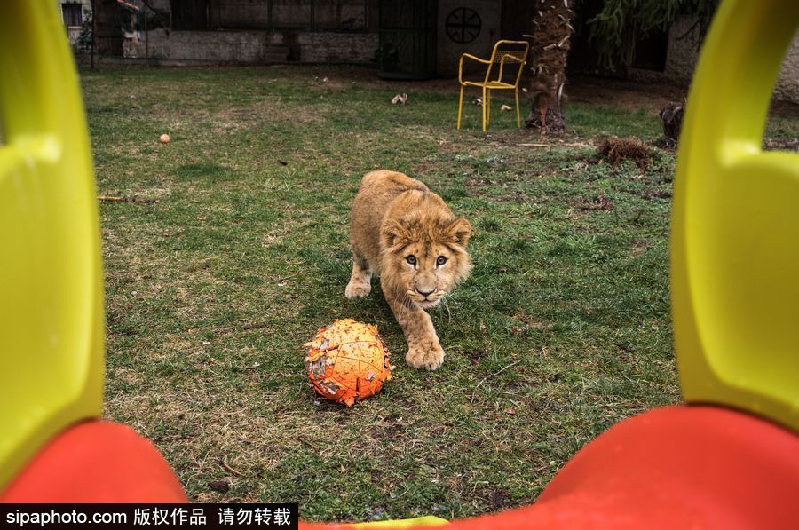 法國夫妻養(yǎng)獅子幼崽 恩愛日常令人艷羨