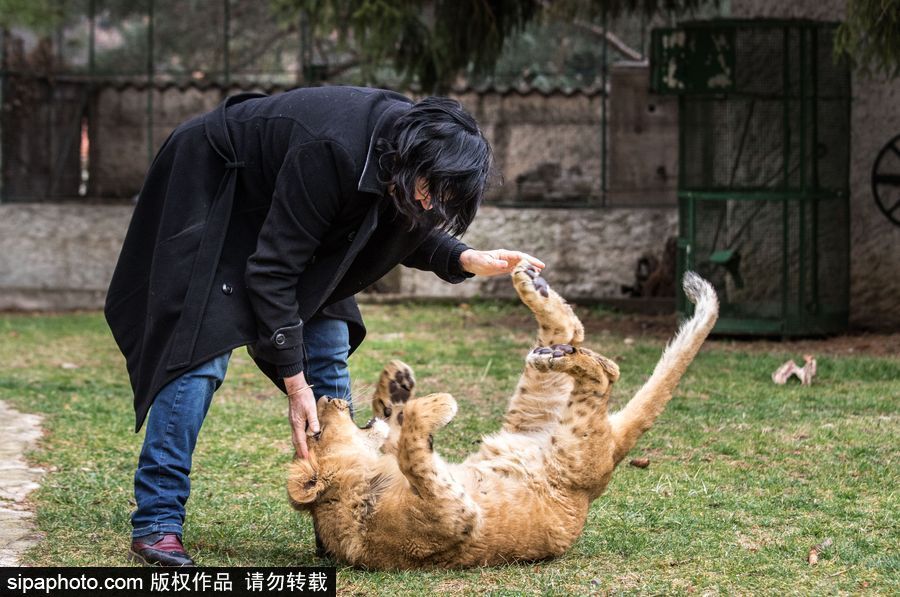 法國(guó)夫妻養(yǎng)獅子幼崽 恩愛(ài)日常令人艷羨