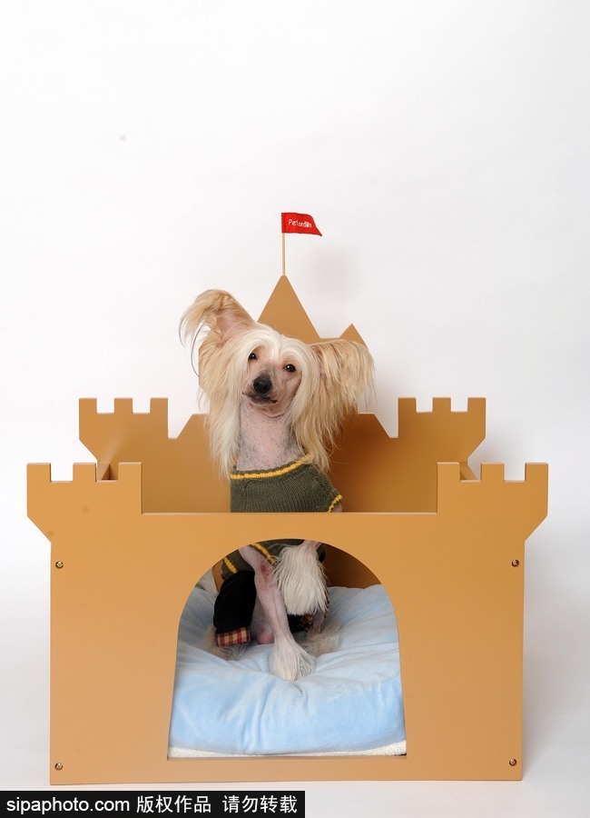 人不如狗系列！ 走進全世界最奢華的狗狗生活