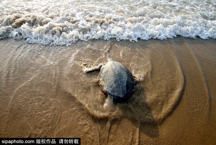 印度海灘現大批欖蠵龜 點狀排列刨沙產卵