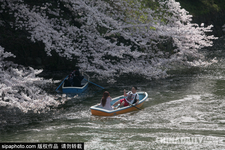 日本東京千鳥淵公園櫻花盛開 民眾泛舟小湖賞櫻如仙境