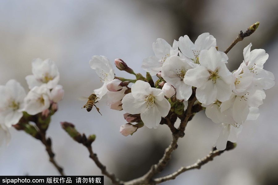 河東十里櫻花路！韓國河東郡櫻花盛放春意醉人