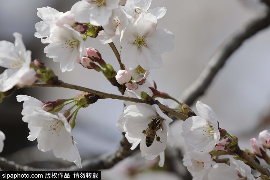 河東十里櫻花路！韓國河東郡櫻花盛放春意醉人