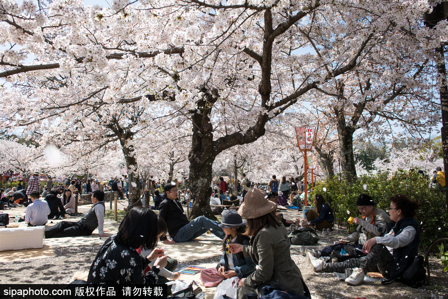 日本東京櫻花進(jìn)入盛開期 游人如織暢游花海