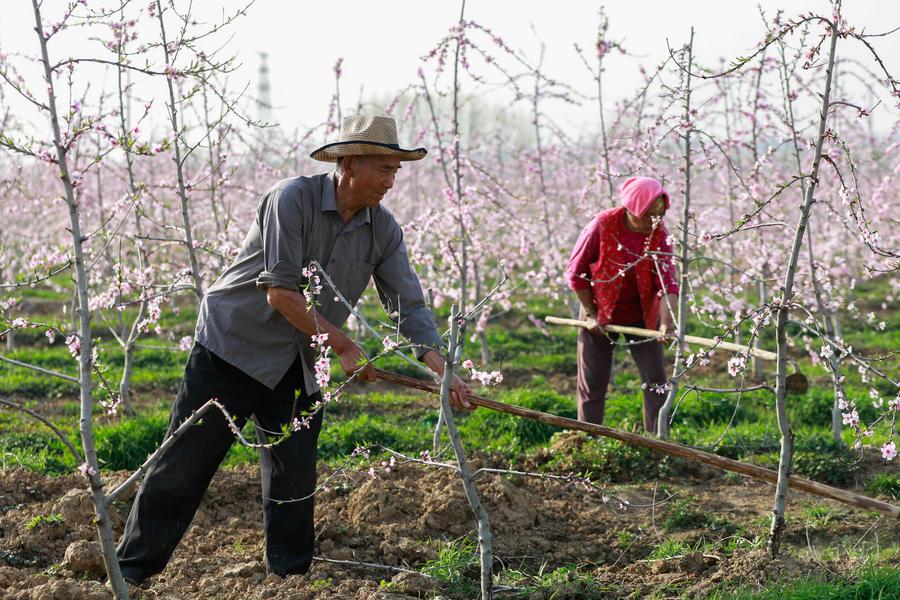 清明時節務農忙