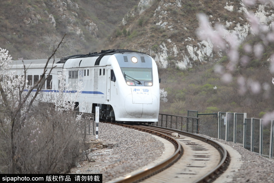 北京現(xiàn)最美列車線！居庸關(guān)小火車穿越“花海”美如仙境