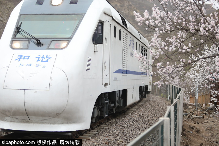 北京現最美列車線！居庸關小火車穿越“花海”美如仙境