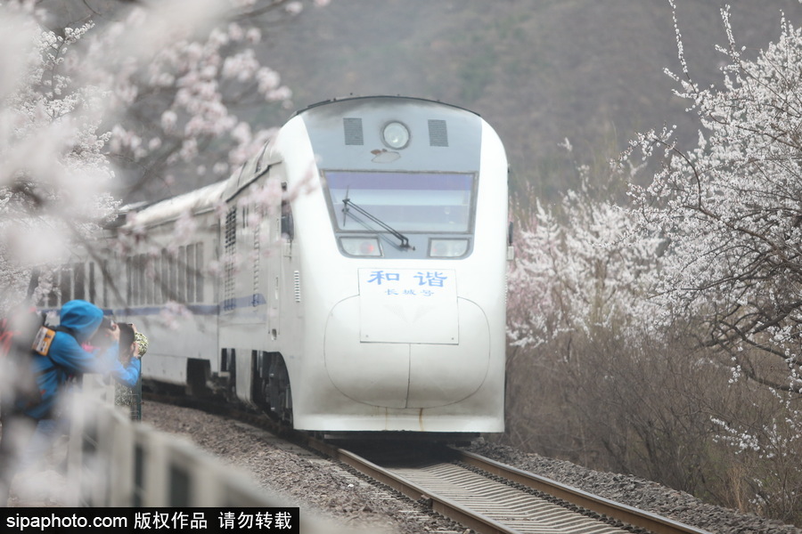 北京現(xiàn)最美列車線！居庸關(guān)小火車穿越“花海”美如仙境