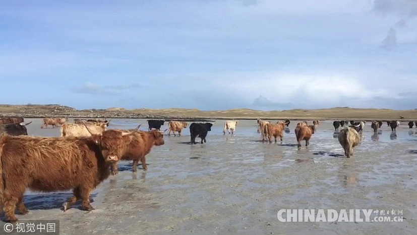 荒島來客！英國主人帶牛群“渡海”到無人島產仔