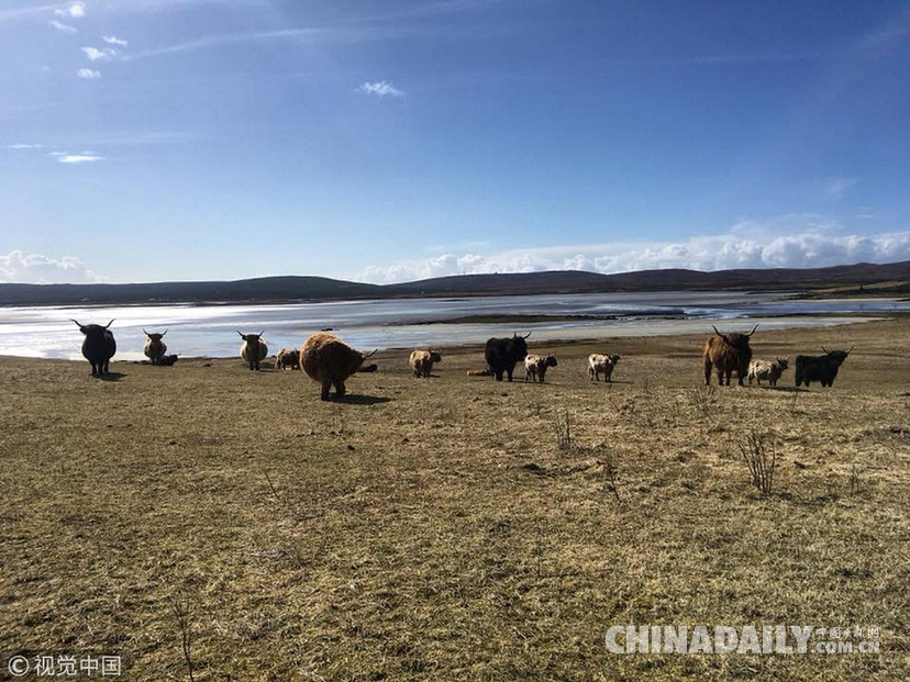 荒島來客！英國主人帶牛群“渡海”到無人島產仔