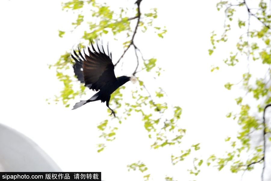 北京：膽大妄為！調(diào)皮烏鴉拔毛搭窩 大熊貓竟舒服“享受”