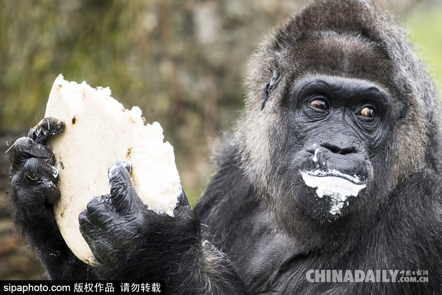世界最老大猩猩迎來61歲生日 安詳吃蛋糕淡定自如