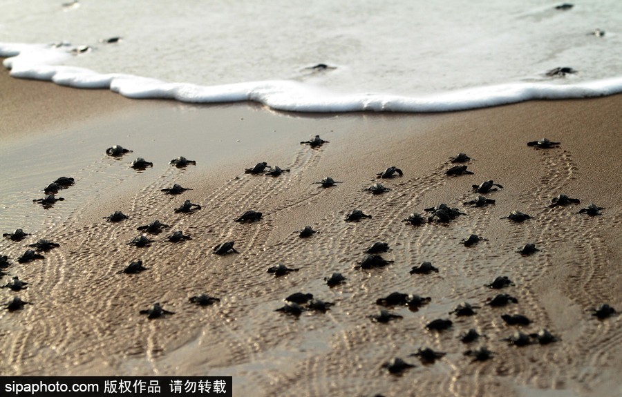 印度：海灘上剛剛孵化的小麗龜 呆萌可愛