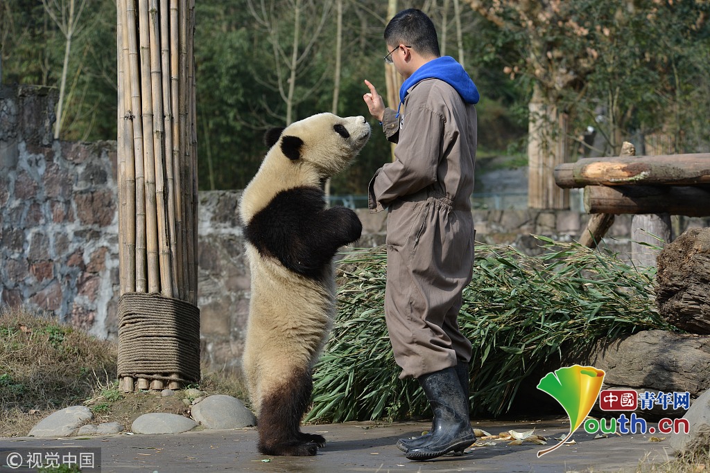 汶川地震十周年 實拍中國大熊貓保護研究中心新面貌