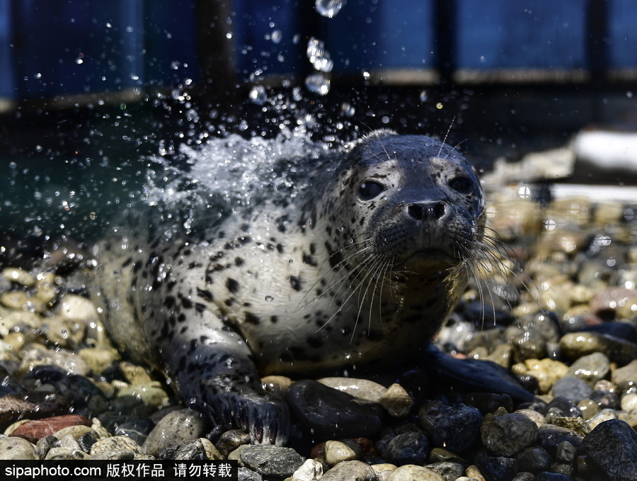 受傷后的避風港 探訪俄羅斯遠東地區海豹康復中心
