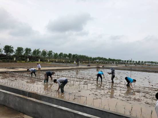 青島今年首批海水稻插秧 田間選育工作正式啟動(dòng)