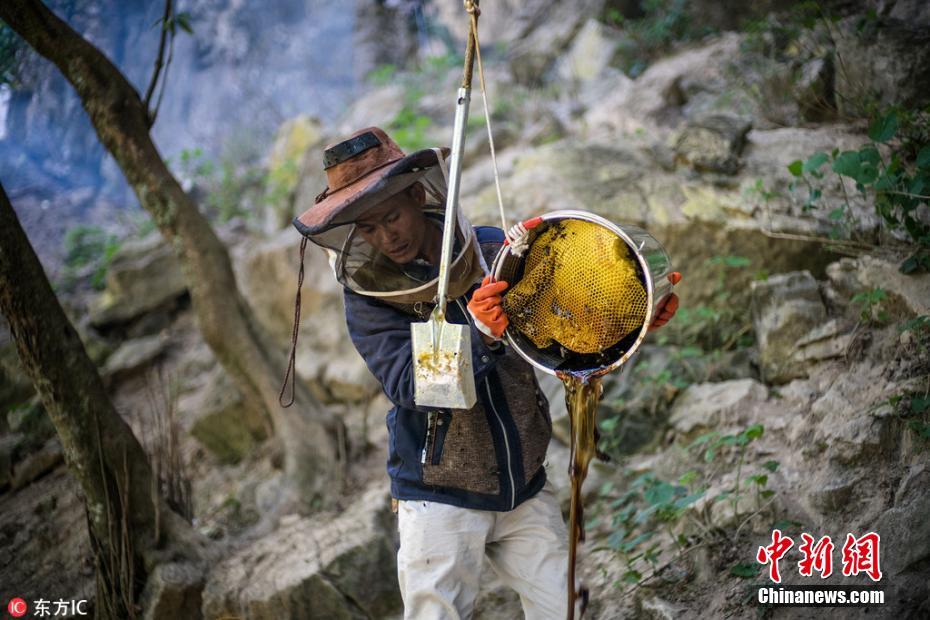 懸崖上的采蜜人 與幾萬只殺人蜂群在高空斗智斗勇