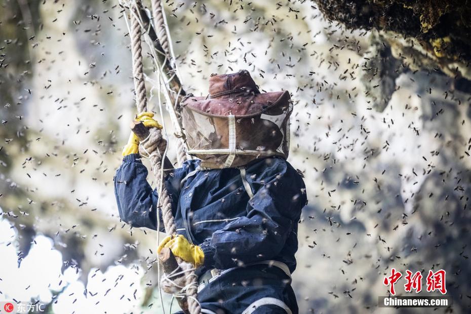 懸崖上的采蜜人 與幾萬只殺人蜂群在高空斗智斗勇