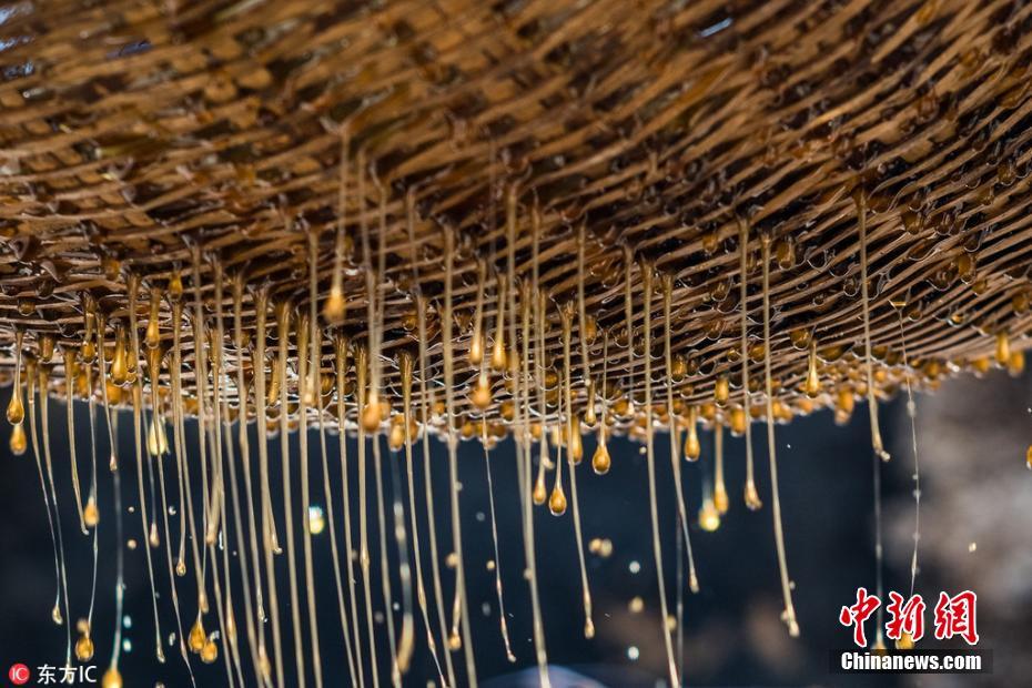 懸崖上的采蜜人 與幾萬(wàn)只殺人蜂群在高空斗智斗勇