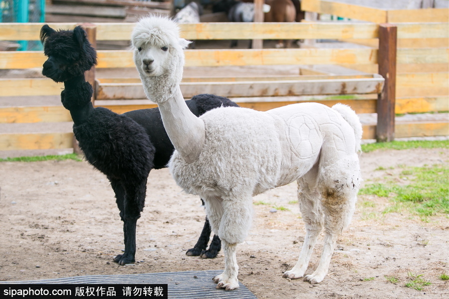 羊駝“助陣”世界杯！ 毛發修剪足球圖案趣味十足