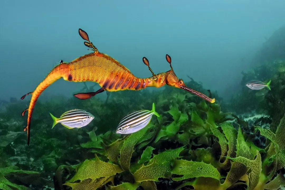 BBC《藍色星球Ⅱ》出書了，讀完想和海洋說聲：對不起