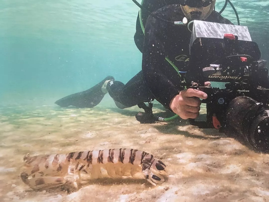 BBC《藍色星球Ⅱ》出書了，讀完想和海洋說聲：對不起