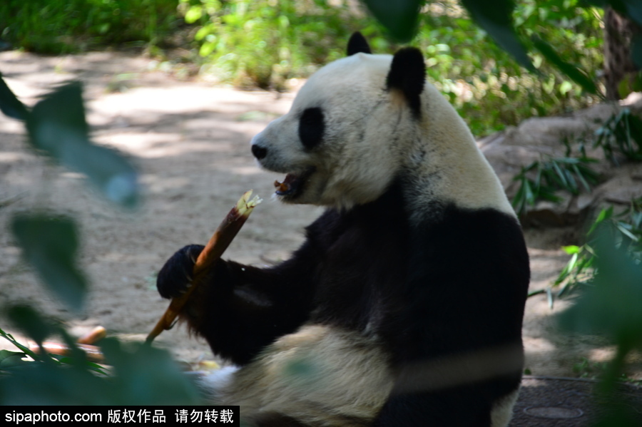 京城高溫難耐 大熊貓避暑美味不停生活?lèi)芤?/></p>

<p>2018年6月5日，大熊貓?jiān)陉帥鎏幊灾褡雍臀缧荨＿B日來(lái)，北京持續(xù)高溫黃色預(yù)警，京城大部分地區(qū)最高氣溫將達(dá)35℃以上，請(qǐng)注意防范，而當(dāng)日氣溫更是高攀至最高氣溫38度。在北京動(dòng)物園，大熊貓們住著空調(diào)屋子，不懼高溫酷暑，吃吃喝喝和休息睡眠沒(méi)有受到影響，生活的很是愜意。</p>
</div>

<div width=