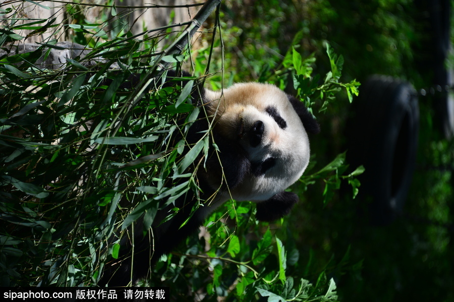 京城高溫難耐 大熊貓避暑美味不停生活愜意