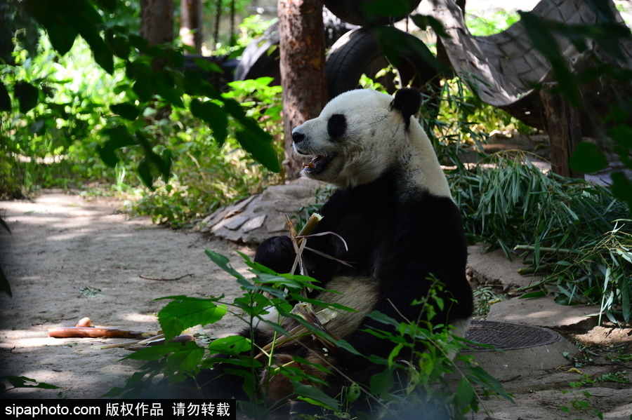 京城高溫難耐 大熊貓避暑美味不停生活愜意