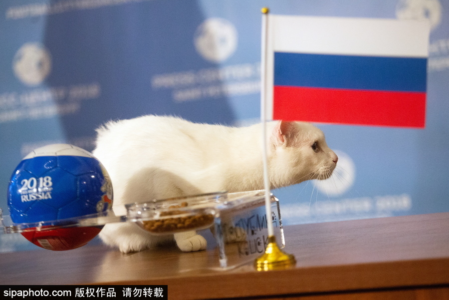 明星待遇！俄羅斯神貓預(yù)測(cè)2018世界杯揭幕戰(zhàn)勝者