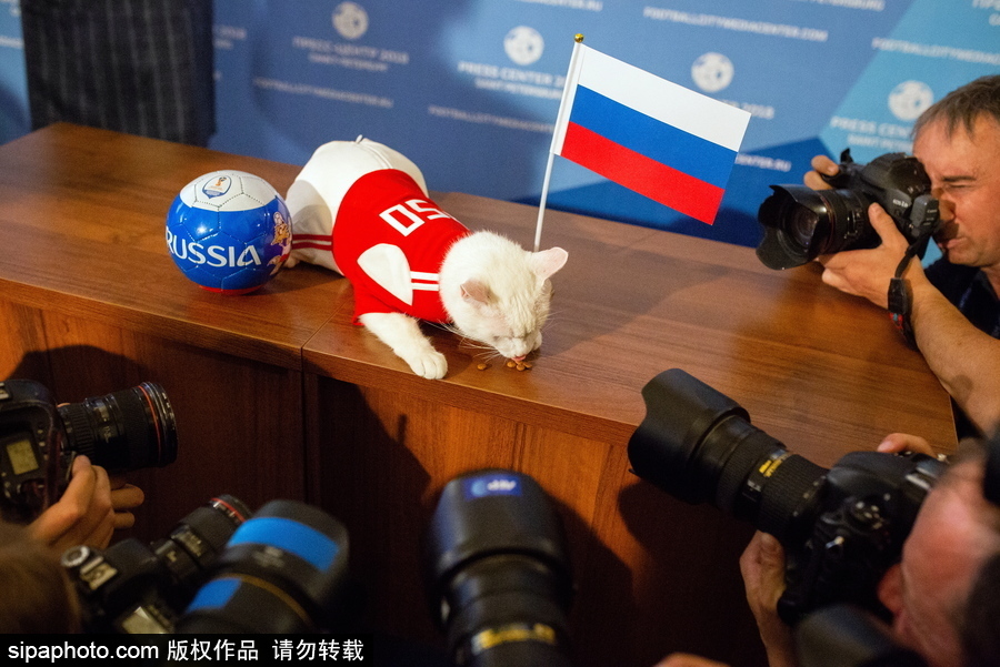 明星待遇！俄羅斯神貓預(yù)測(cè)2018世界杯揭幕戰(zhàn)勝者