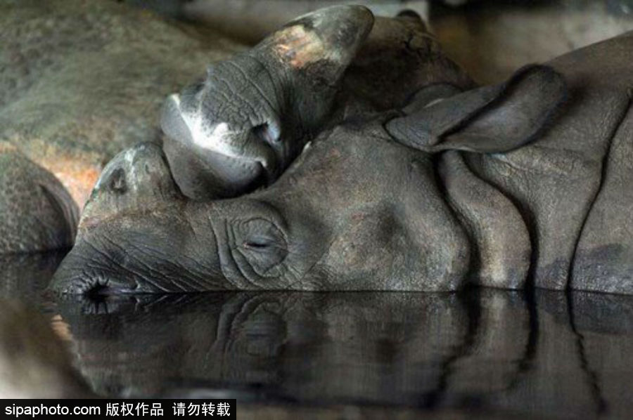 “網紅”犀牛千里尋“愛” 專人護送陣仗十足