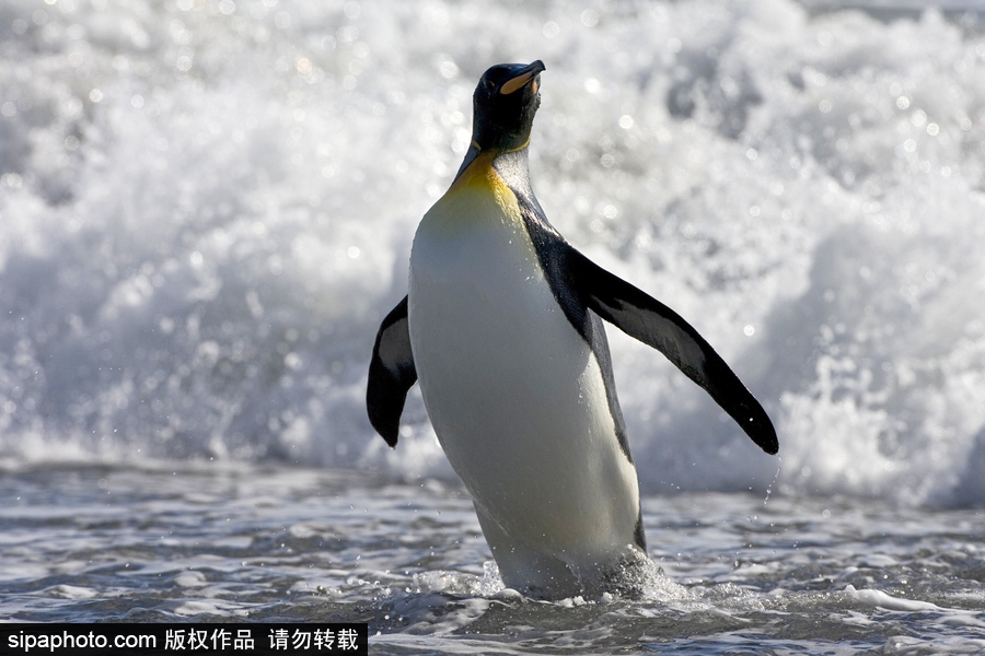 企鵝家族中的“大個頭” 帝企鵝晃頭晃腦超可愛