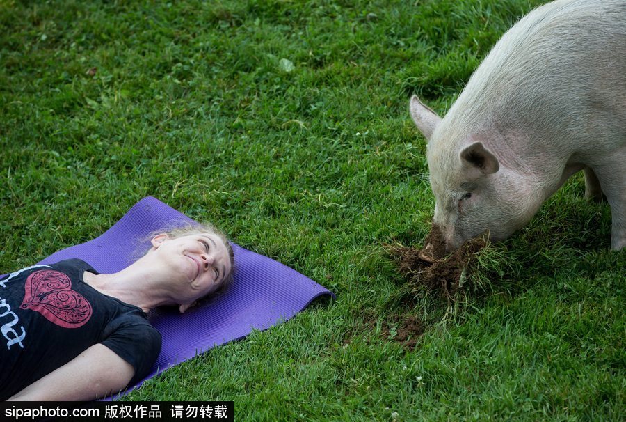 和諧！加拿大一農場內民眾練瑜伽 四只豬自由穿梭